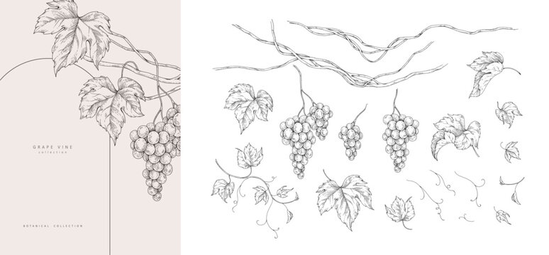 Set of grapes, vine and leaves. Detailed hand drawn ink illustration with botanic elements for invitation, wallpaper art or wine card