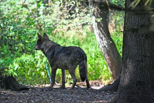 Wolf in its natural forest habitat