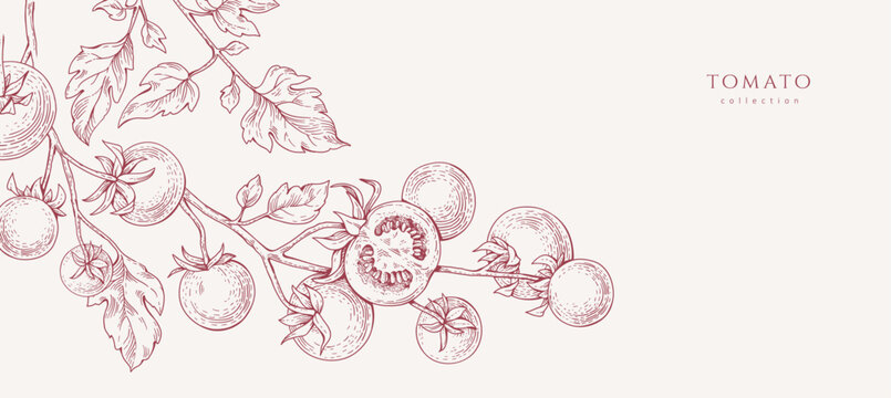 Background with tomatoes brunch and leaves. Detailed hand drawn ink illustration for template layout design, brochure or cover for food card or menu