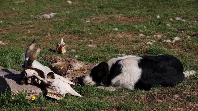 Dog eating sheep carcasses in a field.