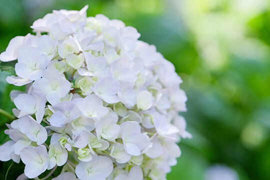 beautiful hydrangea flowers and leaves blooming in june in Kyoto, Japan