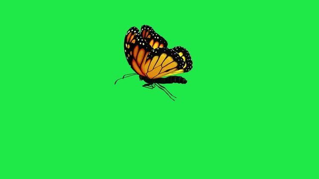butterfly flying on sky Housefly Mosquitoes Swarm of flies bee flying 3d animation Green Screen Chroma Key Alpha Channel. 4k Video