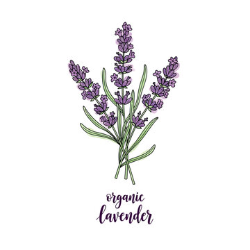 Hand drawn botanical illustration of organic lavender flowers with purple watercolor