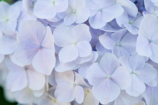 beautiful hydrangea flowers and leaves blooming in june in Kyoto, Japan