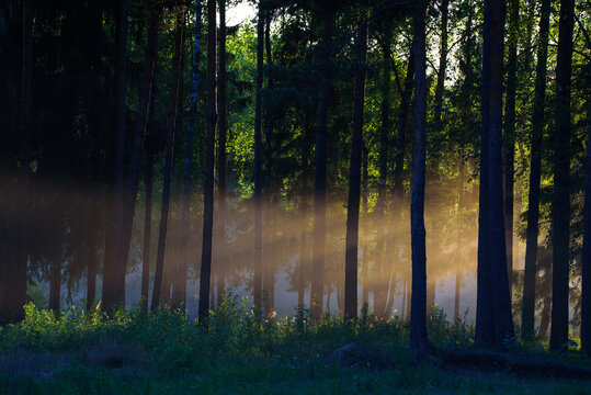 Magic sun rays through the trees in a misty forest