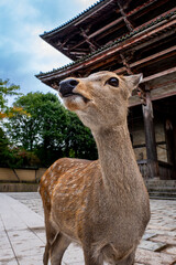 Obraz premium Close Up Portrait of Sika Deer with Nandaimon Gate Background in Nara, Japan