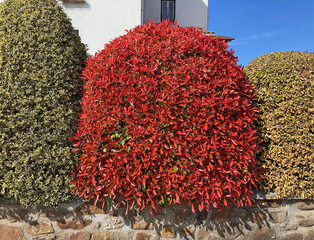 seto vegetal natural de colores rojo amarillo verde jardinería IMG_4658-as26