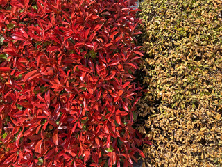 seto vegetal natural de colores rojo amarillo verde jardinería IMG_4655-as26