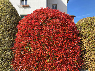 seto vegetal natural de colores rojo amarillo verde jardinería IMG_4659-as26