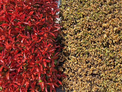 seto vegetal natural de colores rojo amarillo verde jardiner&iacute;a IMG_4654-as26