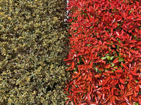 seto vegetal natural de colores rojo amarillo verde jardiner&iacute;a IMG_4651-as26