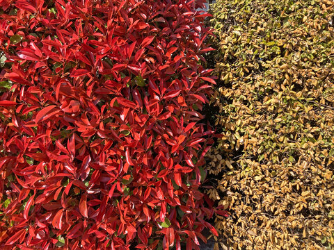 seto vegetal natural de colores rojo amarillo verde jardiner&iacute;a IMG_4655-as26
