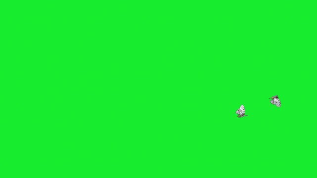 butterfly flying on sky Housefly Mosquitoes Swarm of flies bee flying 3d animation Green Screen Chroma Key Alpha Channel. 4k Video
