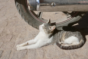 Street cat resting in sun near motorcycle wheel in Marrakesh souk square © Jorge