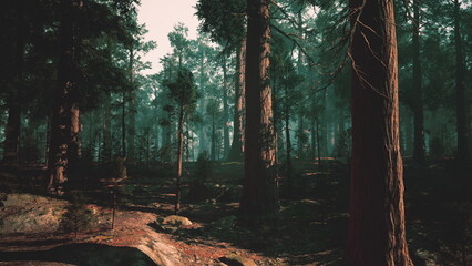 winding forest trail leading into darkness and dense canopy textured soil and towering trunks suggest adventure and discovery for travel, outdoor gear © icetray