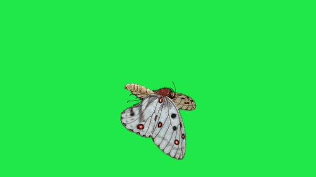 butterfly flying on sky Housefly Mosquitoes Swarm of flies bee flying 3d animation Green Screen Chroma Key Alpha Channel. 4k Video