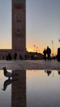 Koutoubia Mosque reflection in puddle at golden sunset with pigeon and walking silhouettes