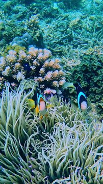 Snorkeling POV Black Pearl Clarkii (Procambarus clarkii)  guarding a colony of sea long tentacle sea anemone  (Macrodactyla doreensis), scenic underwater scene. Dauin, Philippines