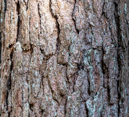 Fototapeta premium Natural pine tree bark texture for background