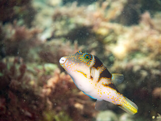 ハナキンチャクフグ, フグ科, 他。 ヒリゾ浜南伊豆町中木 静岡県伊豆半島-2025 日本有数のシュノーケリングスポット。 夏の数カ月間だけ渡し船で行ける。 水質透明度魚影が素晴らしい。 英名学名：Crown Toby, Canthigaster axiologus, © d3_plus