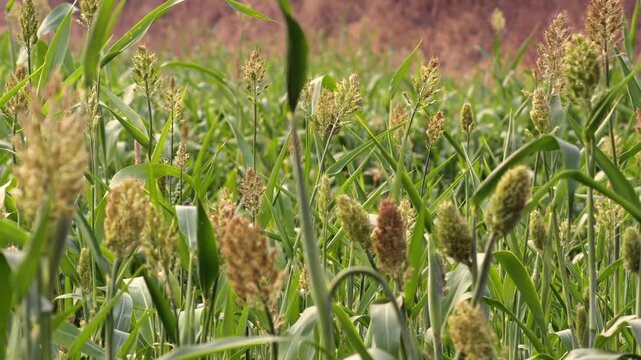 Sorghum bicolor, commonly called sorghum and also known as great millet, durra, jowari, jowar jowar, or milo, grain sorghum. In india many sorghum fields that are ripe red are waiting to be harvested.