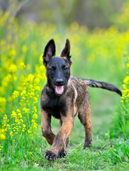 Fototapeta premium puppy belgian shepherd in nature
