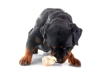 Obraz premium rottweiler and chick in studio