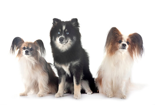 papillon dog and pomsky