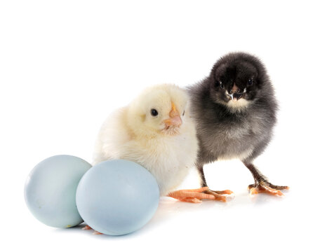 chicks in studio