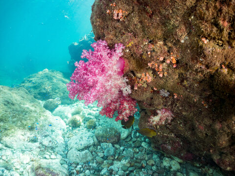 チョウチョウウオ, チョウチョウウオ科,
ウミトサカ, ウミトサカ科,
アカトゲトサカ, トゲトサカ,  チヂミトサカ科,
英名学名：
Oriental ButterflyFish, Chaetodon aurites,
Alcyonacea, 
Dendronephthya, 
他。
ヒリゾ浜南伊豆町中木
静岡県伊豆半島-2025
日本有数のシュノーケリングスポット。
夏の数カ月間だけ渡し船で行