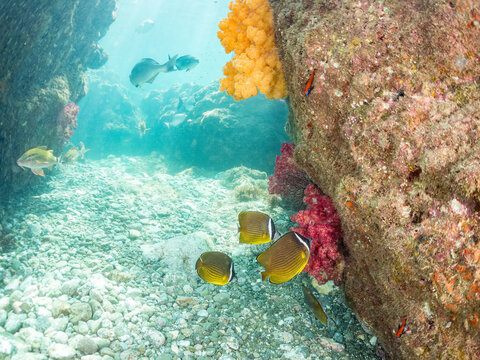 チョウチョウウオ, チョウチョウウオ科,
ウミトサカ, ウミトサカ科,
アカトゲトサカ, トゲトサカ,  チヂミトサカ科,
英名学名：
Oriental ButterflyFish, Chaetodon aurites,
Alcyonacea, 
Dendronephthya, 
他。
ヒリゾ浜南伊豆町中木
静岡県伊豆半島-2025
日本有数のシュノーケリングスポット。
夏の数カ月間だけ渡し船で行
