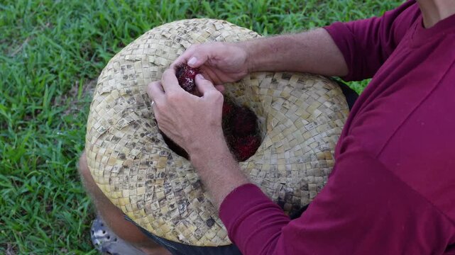 video of both hands opening rambutan from straw hat