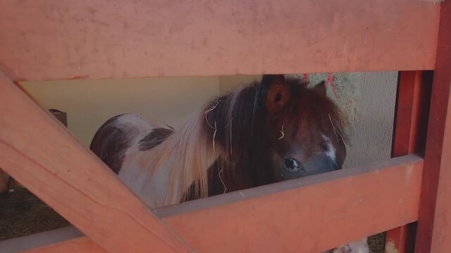 Close-up of a pinto pony (Equus ferus caballus) looking through wooden fence slats, showing expressive eye, textured mane and calm presence inside a stable or paddock setting