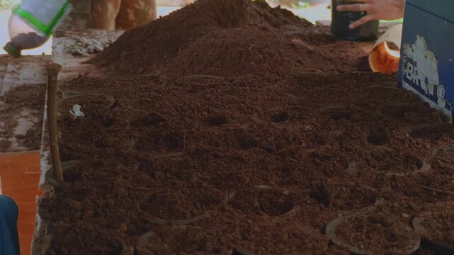 Close-up of hand placing seeds into evenly spaced holes in fine soil substrate, showing precise sowing technique used in plant propagation and controlled nursery cultivation workflow