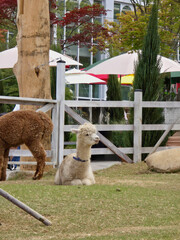 Fototapeta premium alpaca