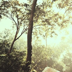 Fototapeta premium golden morning trees with hazy sunlight filtering through canopy, warm restorative scene suited for wellness branding, meditation content, and nature retreats