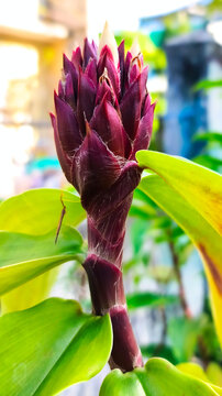 Costus barbatus, also known as Red Tower Ginger or Pacing Pentul, is an endangered tropical perennial ornamental plant native to Costa Rica. This plant has bright red, tower-shaped flowers.