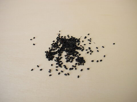 Black Columbine seeds: Close-up of flower seeds of Aquilegia