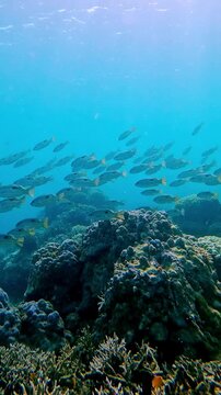Snorkeling POV dolly up to reveal a school of dory snapper (lutjanus fulviflamma) synchronized swimming and diving to the rich coral reef before panning left. Dauin, Philippines