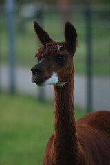 Fototapeta premium portrait of an alpaca