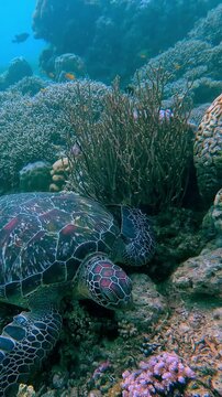 Candid snorkeling POV spotting a green sea turtle resting peacefully among dense brain coral, acropora, pocillopora and porites before revealing the expanse of marine reef ecosystem. Dauin, Philippine
