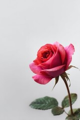 Fototapeta premium Pink rose single stem bloom isolated on soft gray background elegant floral portrait with detailed petals gentle lighting and natural botanical beauty