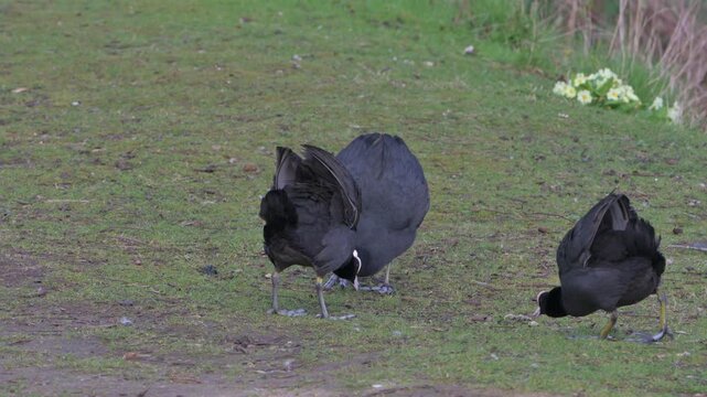 Coots (Fulica atra) fighting on land in early spring, either over territory of mating. March, Kent, UK [Slow motion x4]