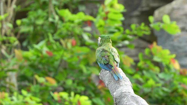 Severe macaw parrot sitting on tree branch against green foliage background in natural tropical habitat