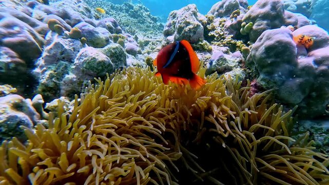 A vivid dreamy underwater scene of a tomato clownfish (Amphiprion frenatus) guarding a colony of sea anemone in a display of territorial behavior. Dauin, Philippines