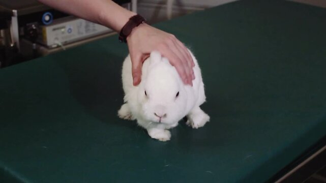 Veterinary professional petting white dwarf rabbit on medical examination table during checkup session in clinical environment