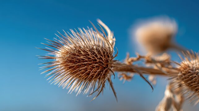 Dry seed head from a burdock plant with spiky burrs against a clear sky