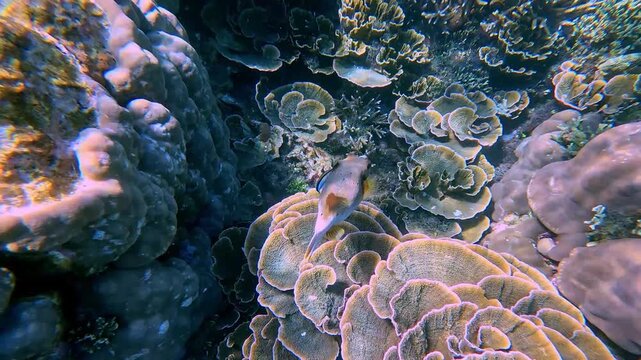 Blackspotted puffer (arothron nigropunctatus) being cleaned by a bluestreak cleaner wrasse (labroides dimidiatus), traversing above layered disc coral (Turbinaria mesenterina). Apo Island, Philippines