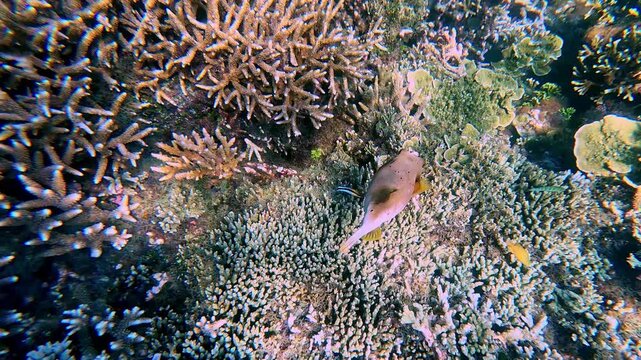 Overhead tracking a blackspotted puffer (arothron nigropunctatus) with a bluestreak cleaner wrasse (labroides dimidiatus) cleaning it. Showing a symbiosis and a healthy marine ecosystem. Apo Island