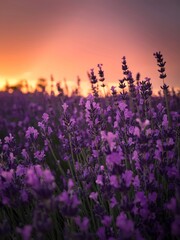 Naklejka premium Flower Nature Lavender Field Flowers Purple Plant Summer Garden Violet Bloom Spring Meadow Herb Blossom
